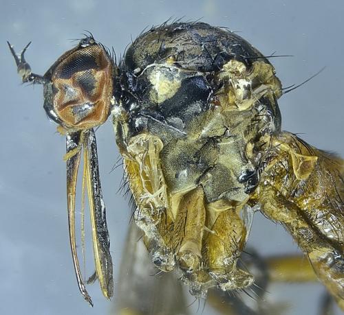 Empis sp.